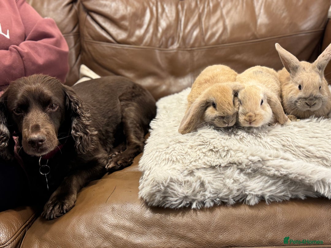 Dwarf Lop rabbits for sale: Baby rabbits - Advert 9