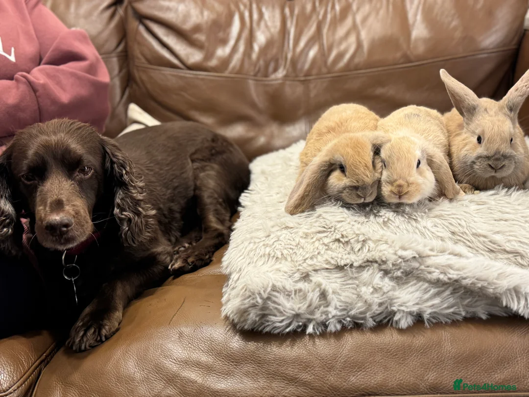 Dwarf Lop rabbits for sale: Baby rabbits - Advert 9