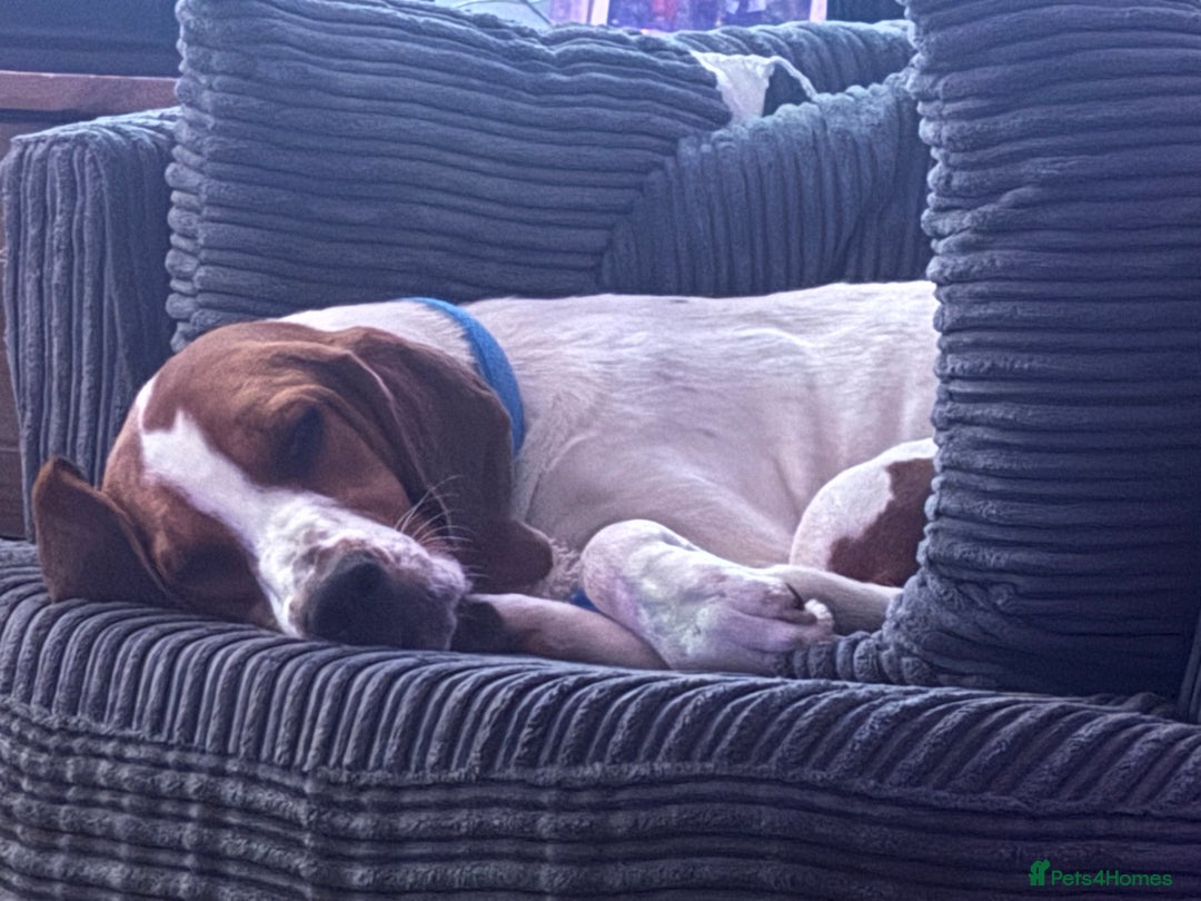 Mixed Breed dogs for sale: Beautiful Dog for rehoming - Advert 1