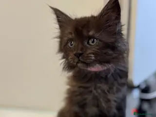 Maine Coon cats Female Maine Coon Kittens Available - Advert 11