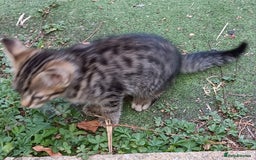 Mixed Breed cats for sale: Stunning kittens  - Image 10