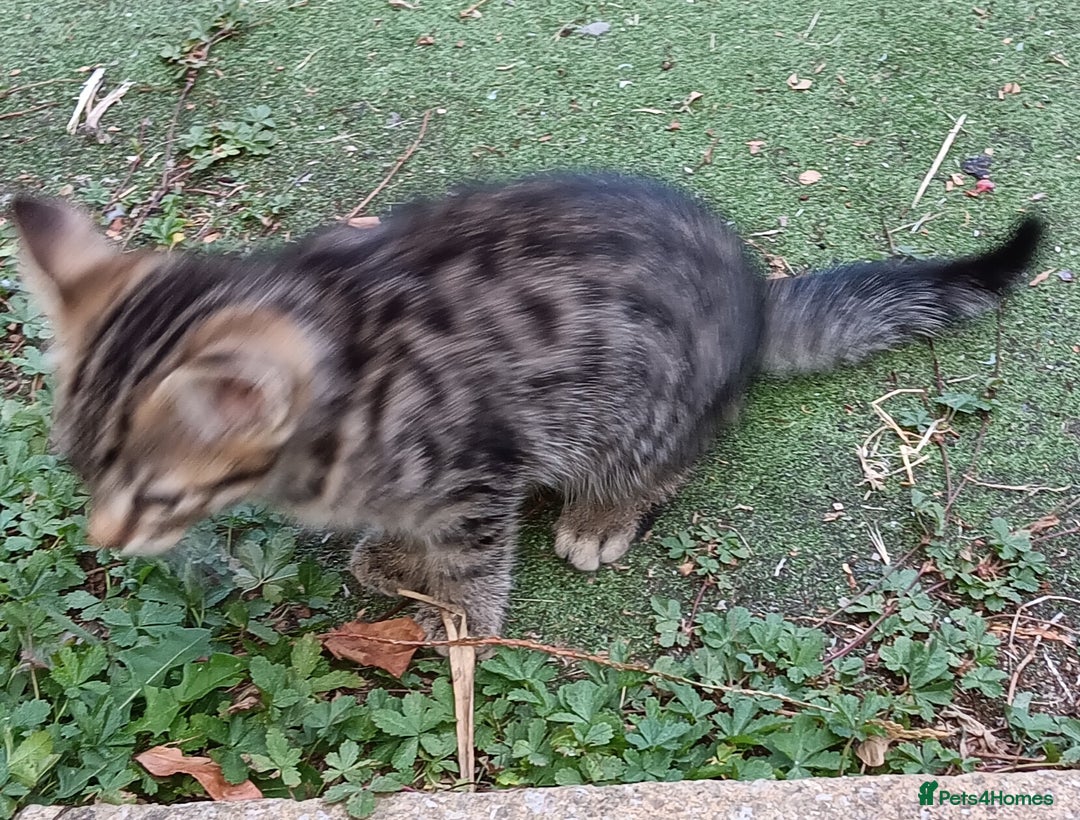 Mixed Breed cats for sale: Stunning kittens  - Image 10