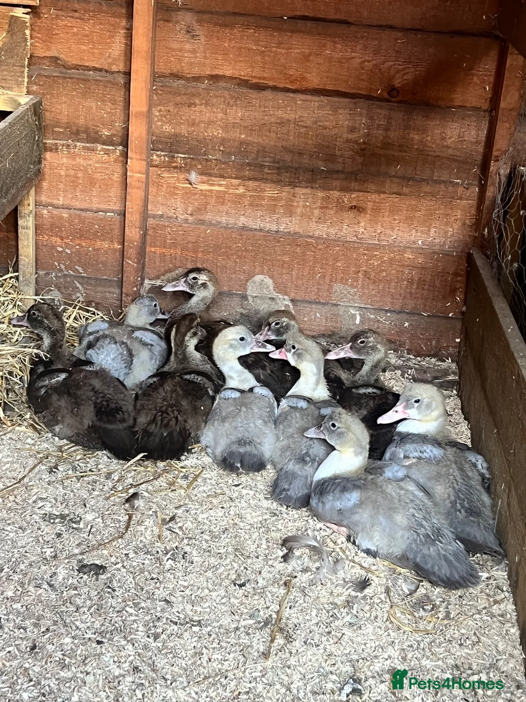 Ducks poultry for sale: Lavender Pied and Solid Chocolate Muscovy females - Advert 2