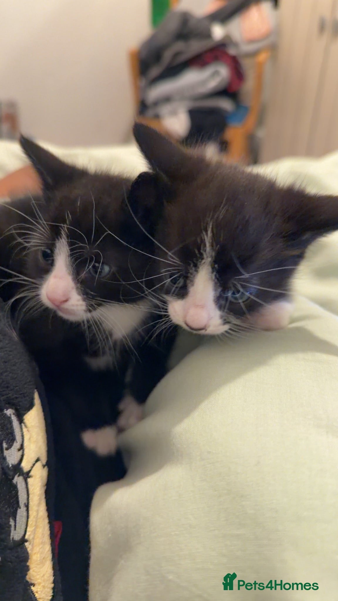 British Shorthair cats Adorable kittens available soon - Advert 1