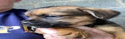 Border Terrier dogs for sale: Four boy Kc reg border terrier pups - Advert 4