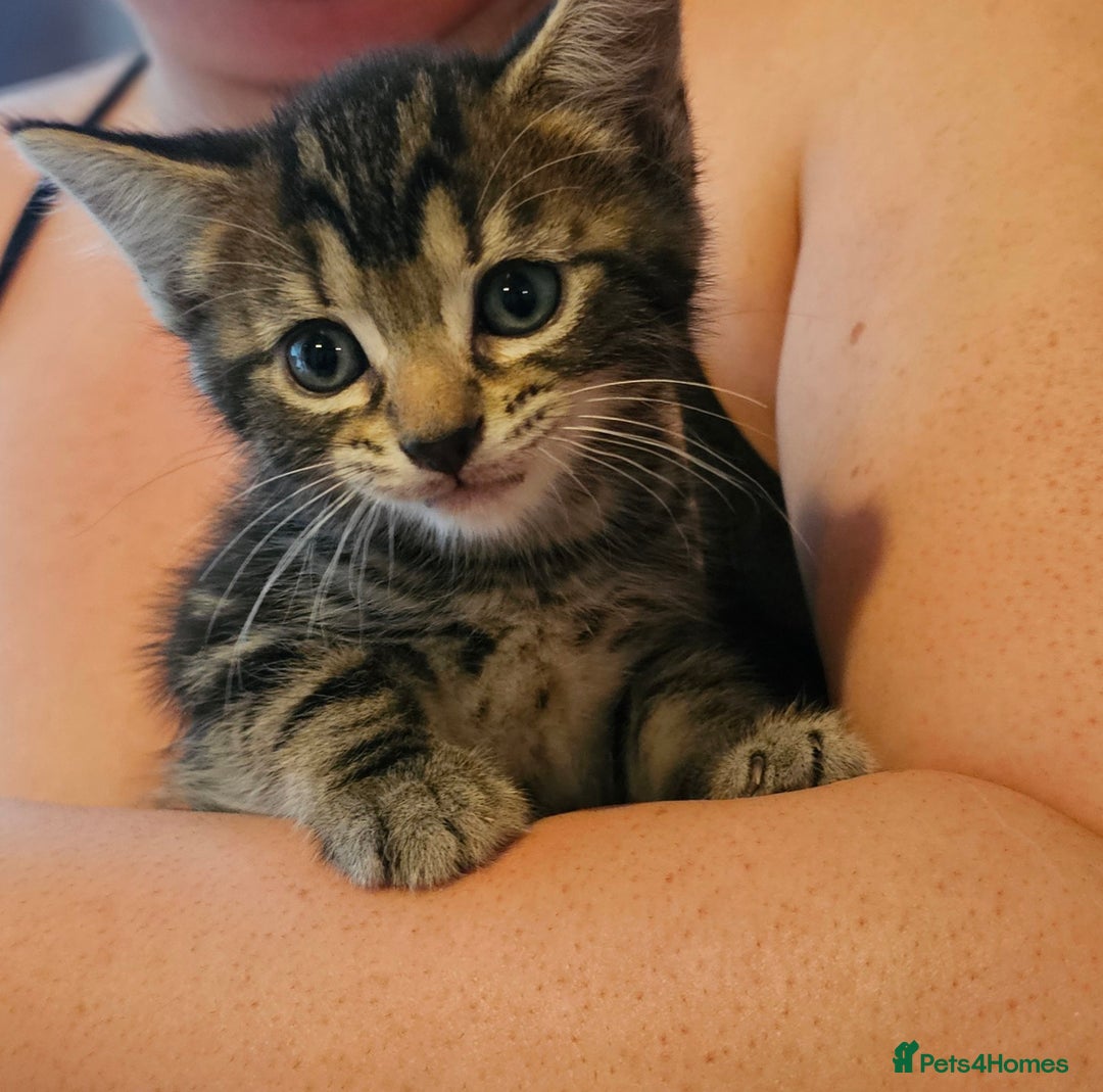 Mixed Breed cats for sale: Ragdoll/Tabby mixed kittens  - Image 5