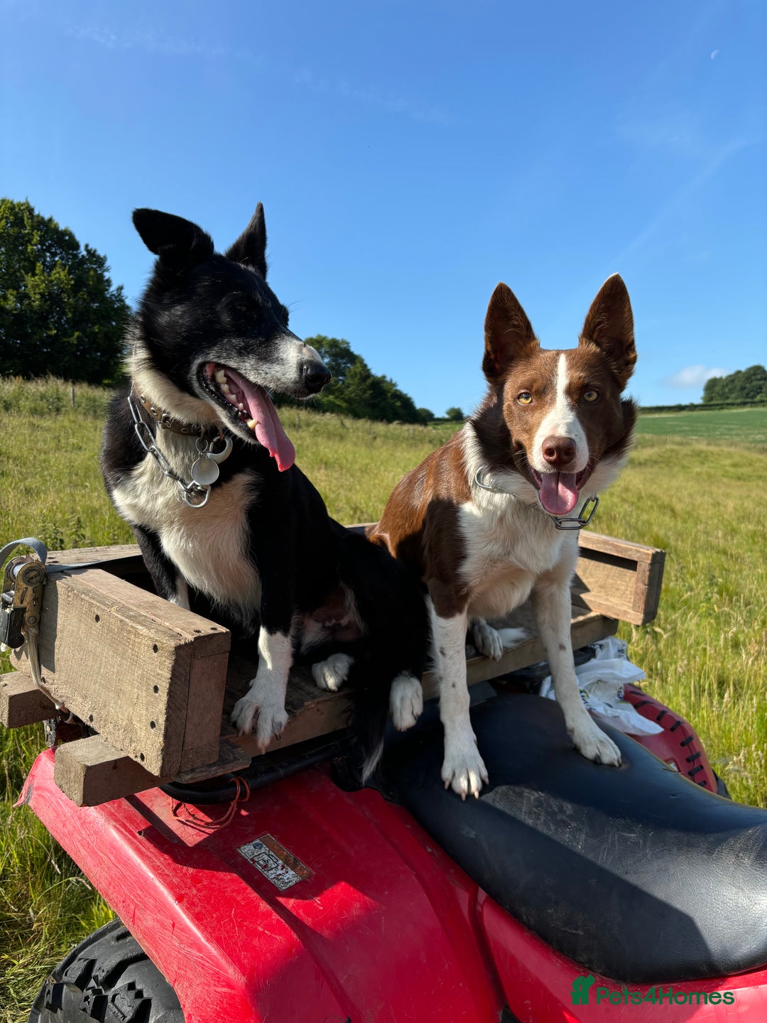 Border Collie dogs for stud: ISDS reg Red & White Collie Stud - Advert 5