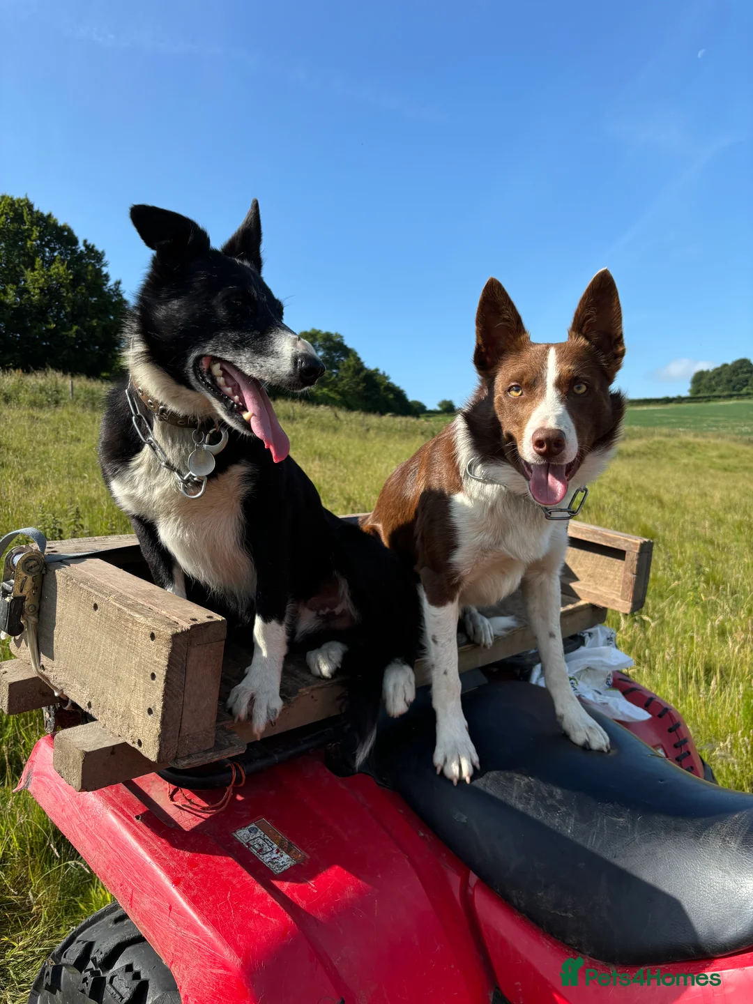 Border Collie dogs for stud: ISDS reg Red & White Collie Stud - Advert 7