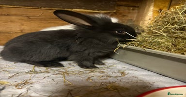 Mini Lop rabbits - Advert 2
