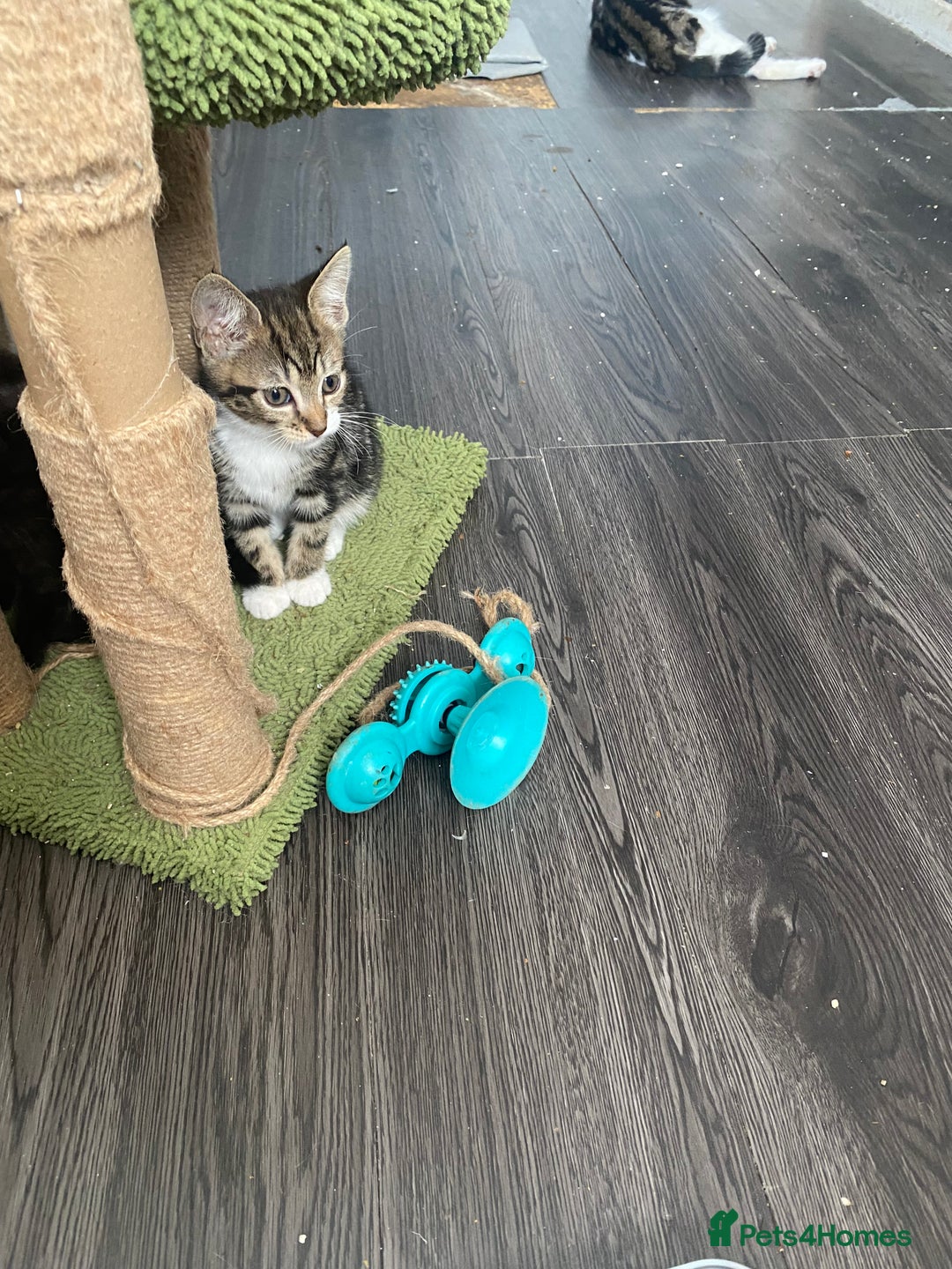 Mixed Breed cats for sale: Kitties - Image 14