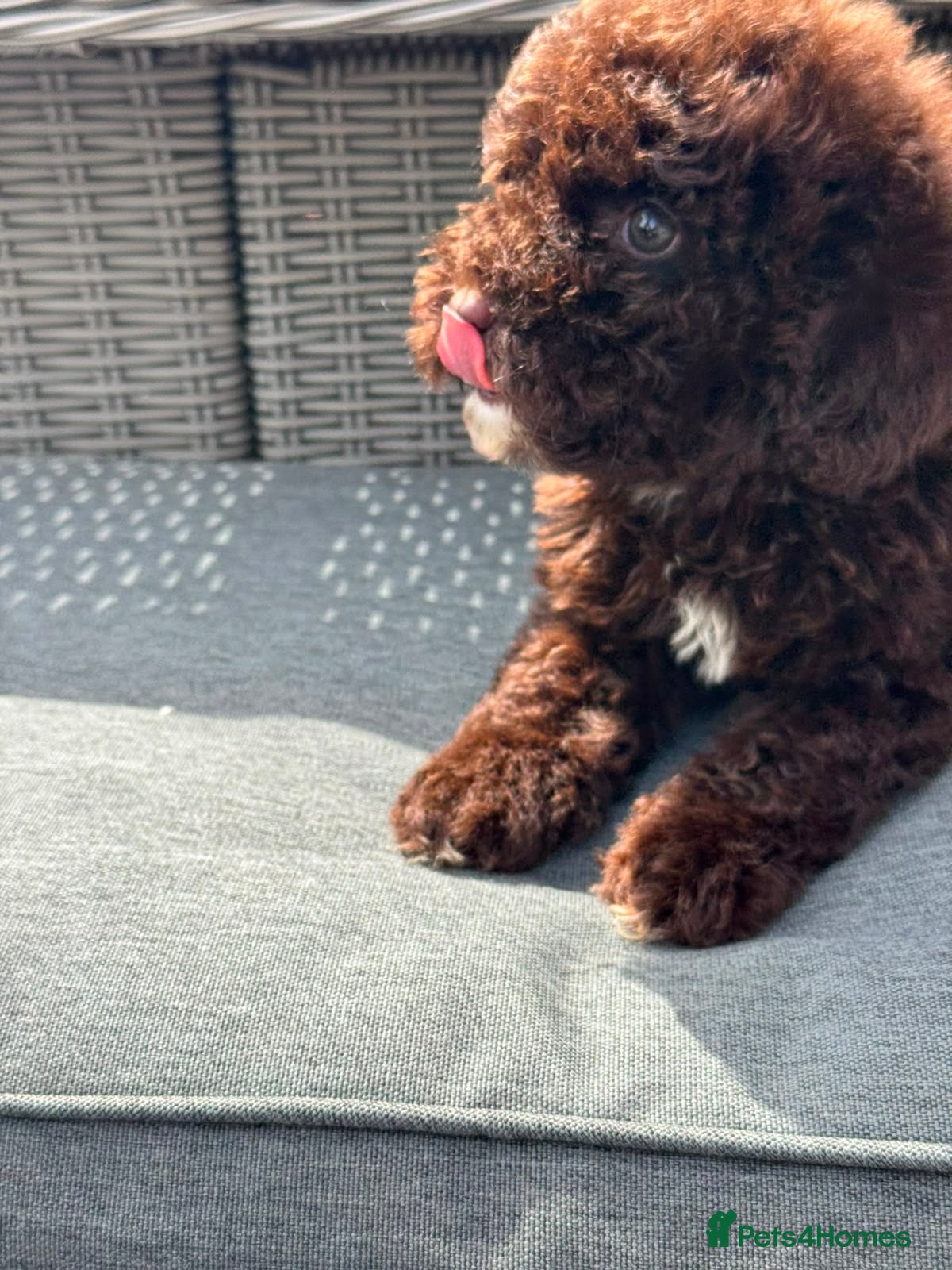 Cockapoo dogs REDUCED! 2 Females Chocolate Cockapoo Litter  - Advert 14