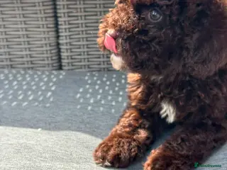 Cockapoo dogs REDUCED! 2 Females Chocolate Cockapoo Litter - Advert 14