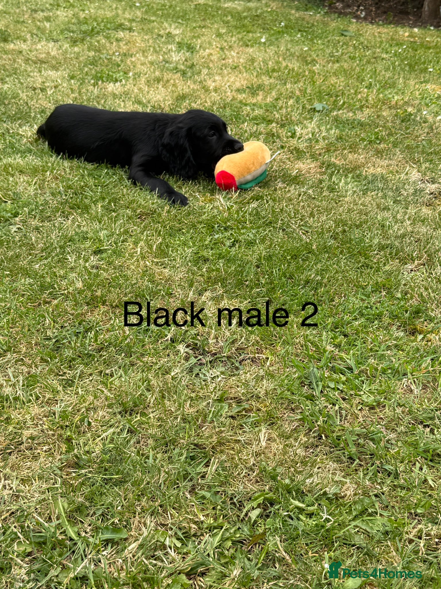 Cocker Spaniel dogs for sale: Beautiful cocker spaniel puppies *3 left* - Advert 12