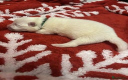 Samoyed dogs for sale: KC reg. Samoyed puppies with champ bloodline  - Advert 20