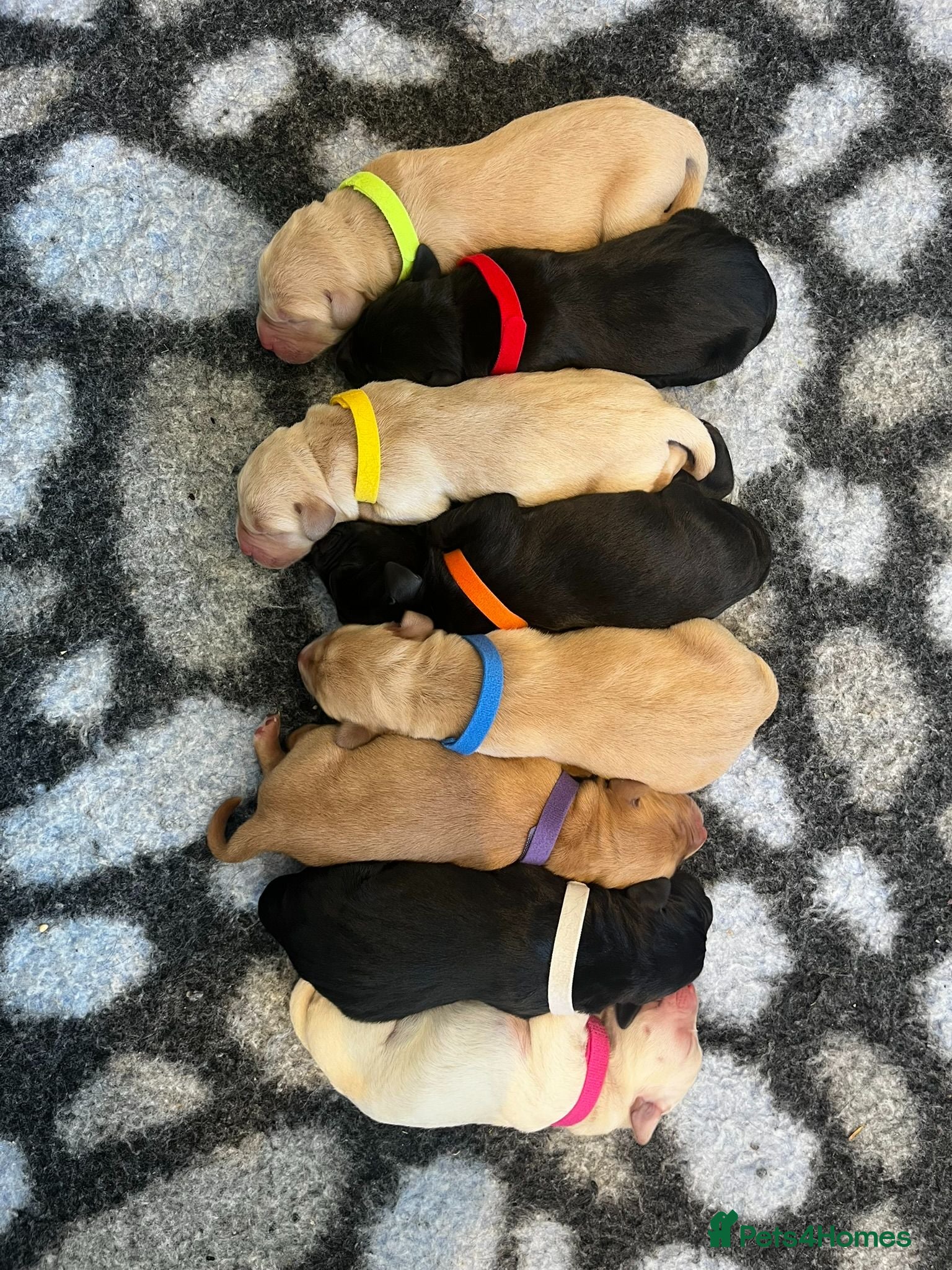 Labrador Retriever dogs Beautiful KC Labrador Puppies- only 2 puppies left - Advert 19