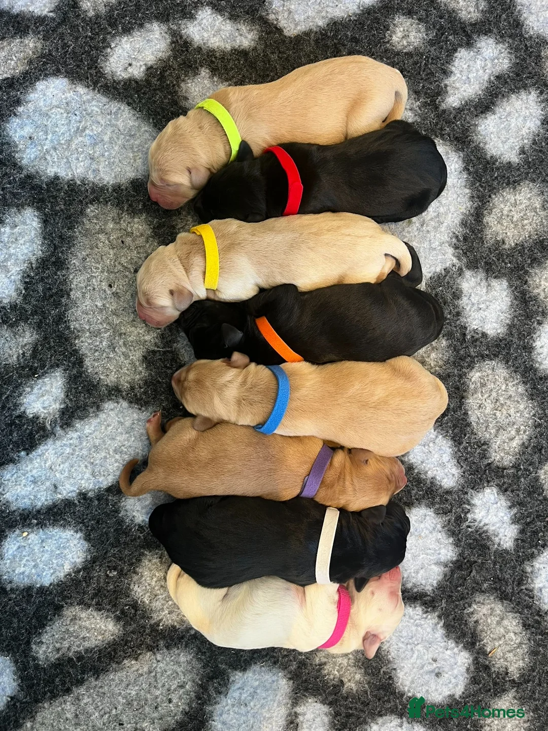 Labrador Retriever dogs for sale: Beautiful KC Labrador Puppy-only 1 black girl left - Advert 1