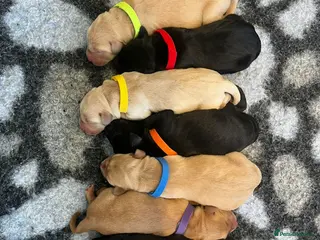 Labrador Retriever dogs Beautiful KC Labrador Puppies- only 2 puppies left - Advert 4