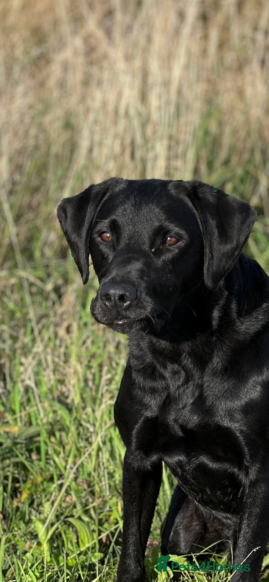 Labrador Retriever dogs for stud: Ftw black labrador stud dog  - Advert 2