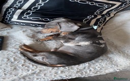 Dachshund dogs for sale: Blue dapple dashund puppy   - Advert 1