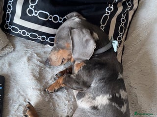 Dachshund dogs for sale: Blue dapple dashund puppy - Advert 1