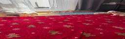 Maltese dogs for sale: Beautiful Bichon Maltese Puppies-1st Family Litter - Advert 3