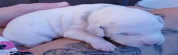 Dalmatian dogs for sale: Dalmatian puppies - Advert 2