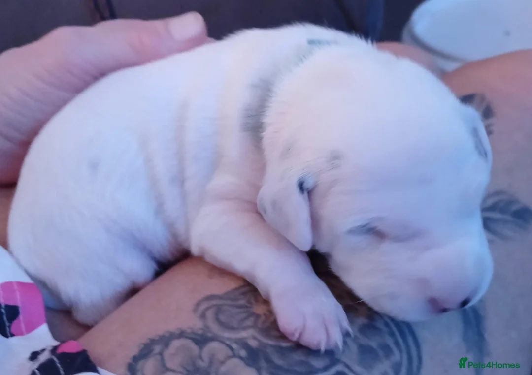 Dalmatian dogs for sale: Dalmatian puppies - Advert 2