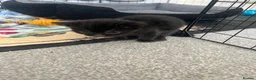 Bengal cats for sale: Beautiful kittens  in Swindon - Advert 8