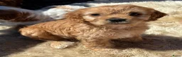 Cavapoo dogs for sale: F1b Cavapoo pupppies… - Advert 34