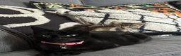 Mixed Breed cats for sale: 6 Beautiful Kittens Available  - Advert 6