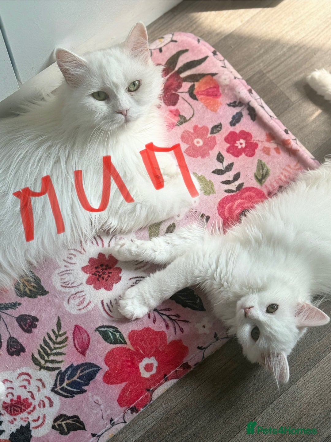 Persian cats for sale: Loving Persian x Maine Coon Kittens Indoors only - Image 17