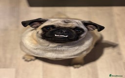 Puggle dogs for sale: Maya pug  - Image 8