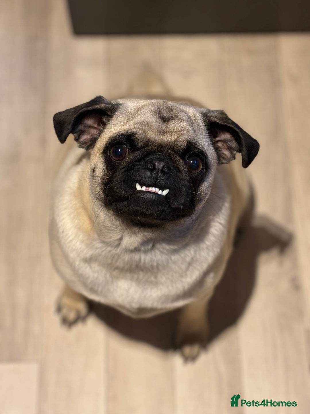 Puggle dogs for sale: Maya pug  - Image 8