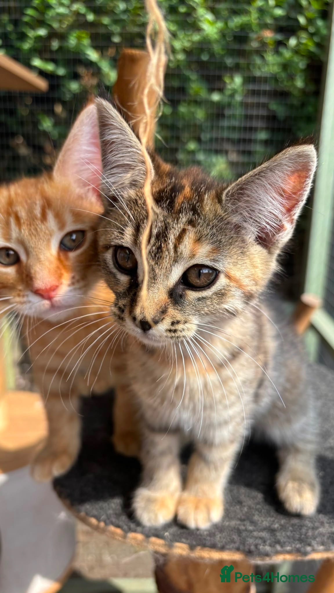 Maine Coon cats  READY TODAY Maine Coon Kittens - Advert 1