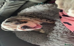 Olde English Bulldogge dogs for sale: Old English bulldog pups fluffy carriers❤️ - Image 37