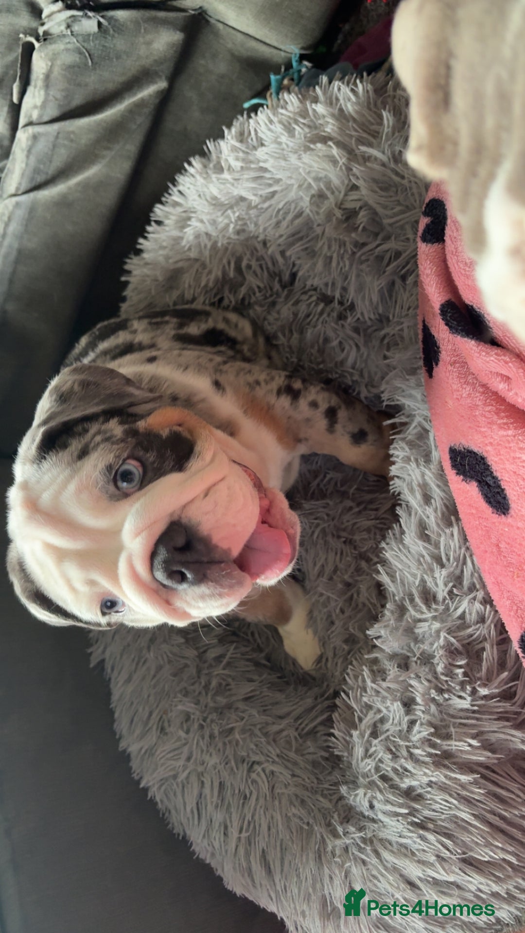 Olde English Bulldogge dogs for sale: Old English bulldog pups fluffy carriers❤️ - Image 37