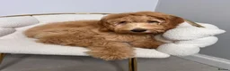 Goldendoodle dogs for stud: StandardGoldendoodle Stud–Intelligent,Non-Shedding in Loughborough - Advert 18