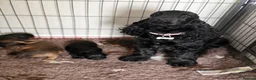 Cockapoo dogs for sale: F1 show line cockapoo puppies - Advert 6