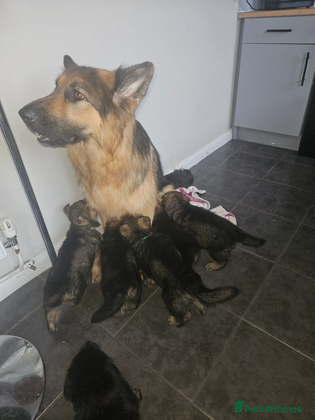 German Shepherd dogs for sale: German puppies - Advert 11