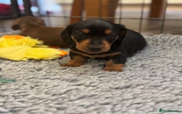 Miniature Dachshund dogs for sale: Gorgeous KC reg miniature Dachshund puppies  - Image 18