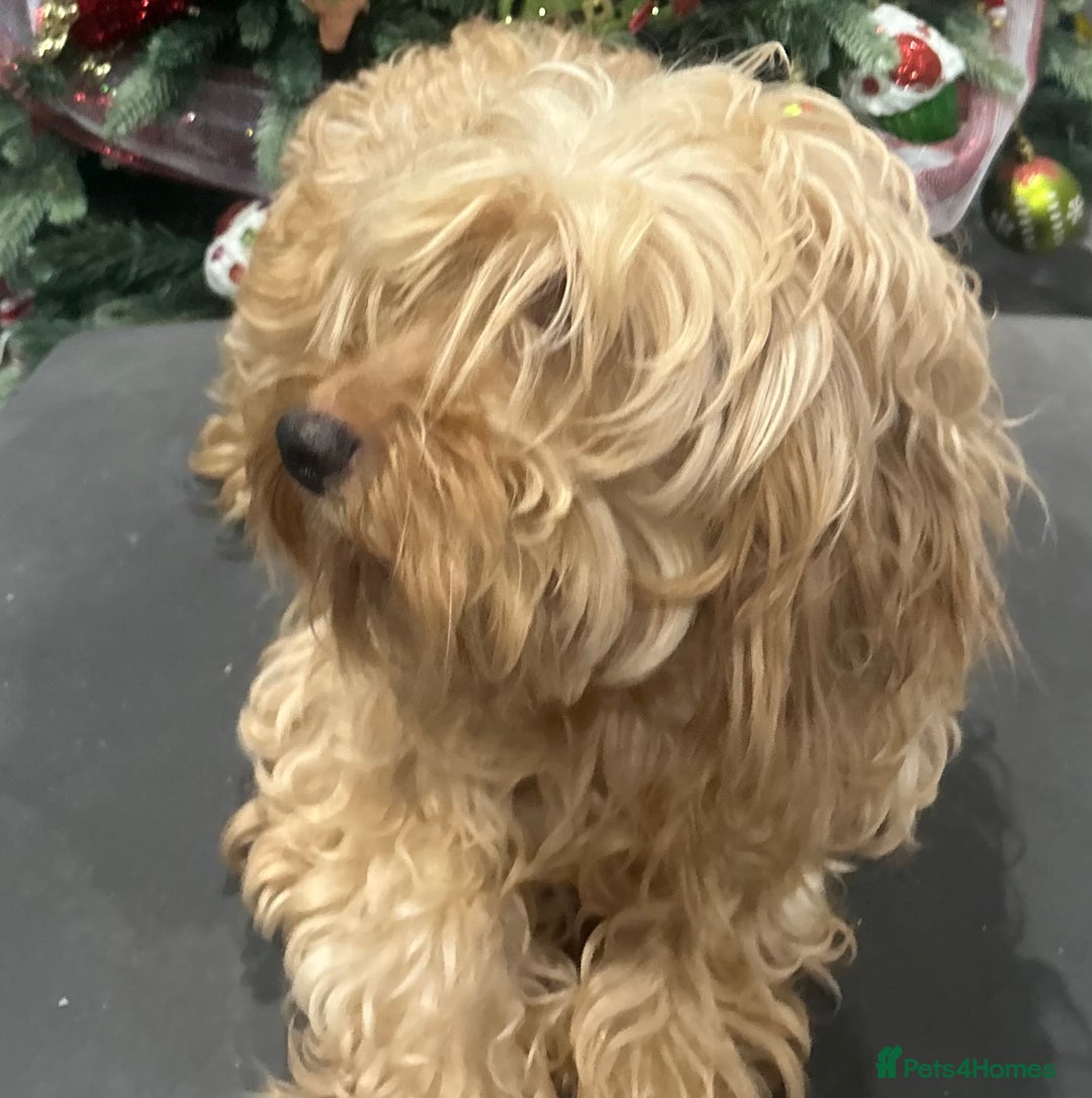 Cockapoo dogs for sale: F1B Cockapoos Pups - Advert 7