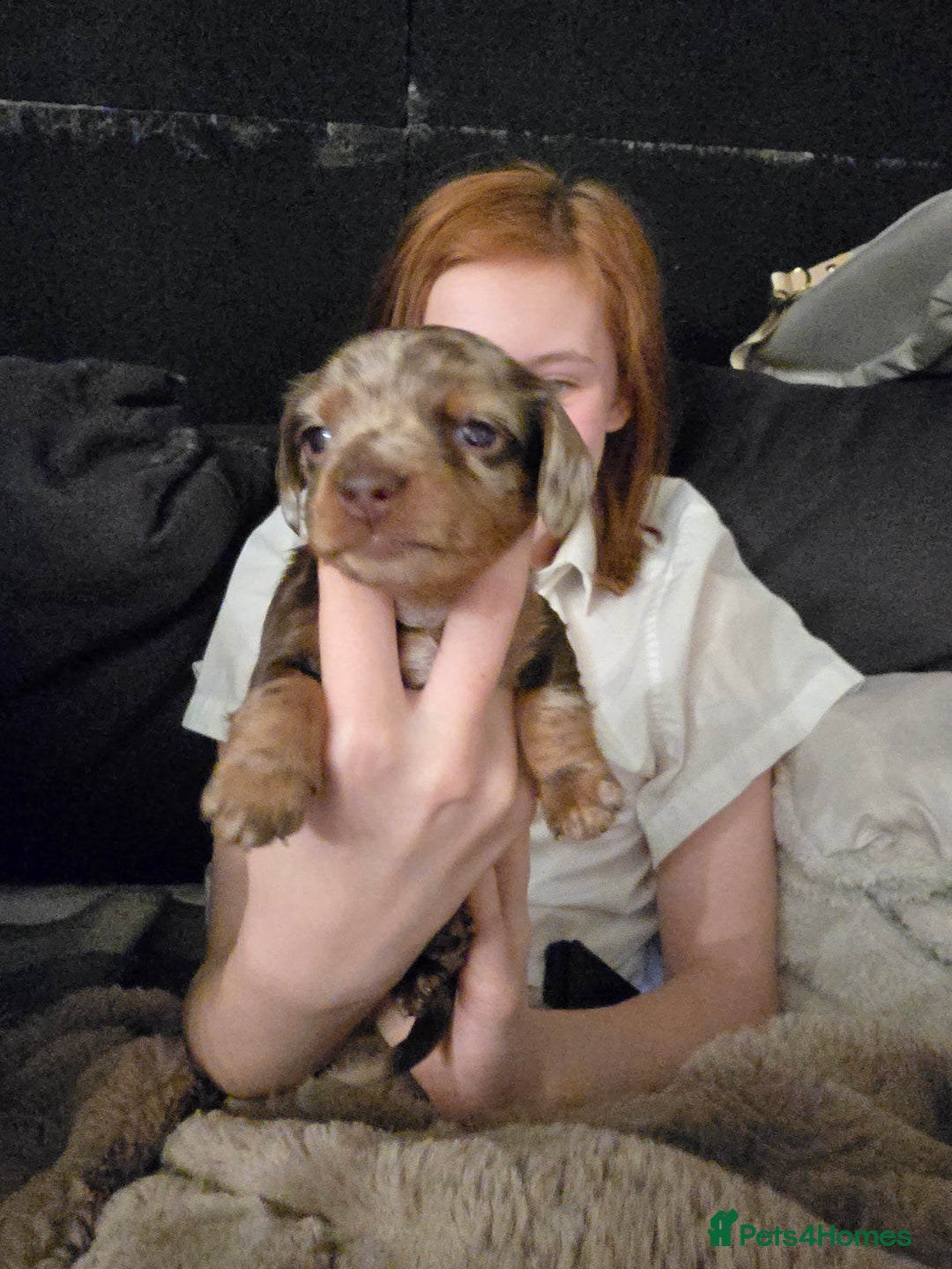 Miniature Dachshund dogs for sale: Gorgeous chocolate dapple miniature dachshunds - Advert 17