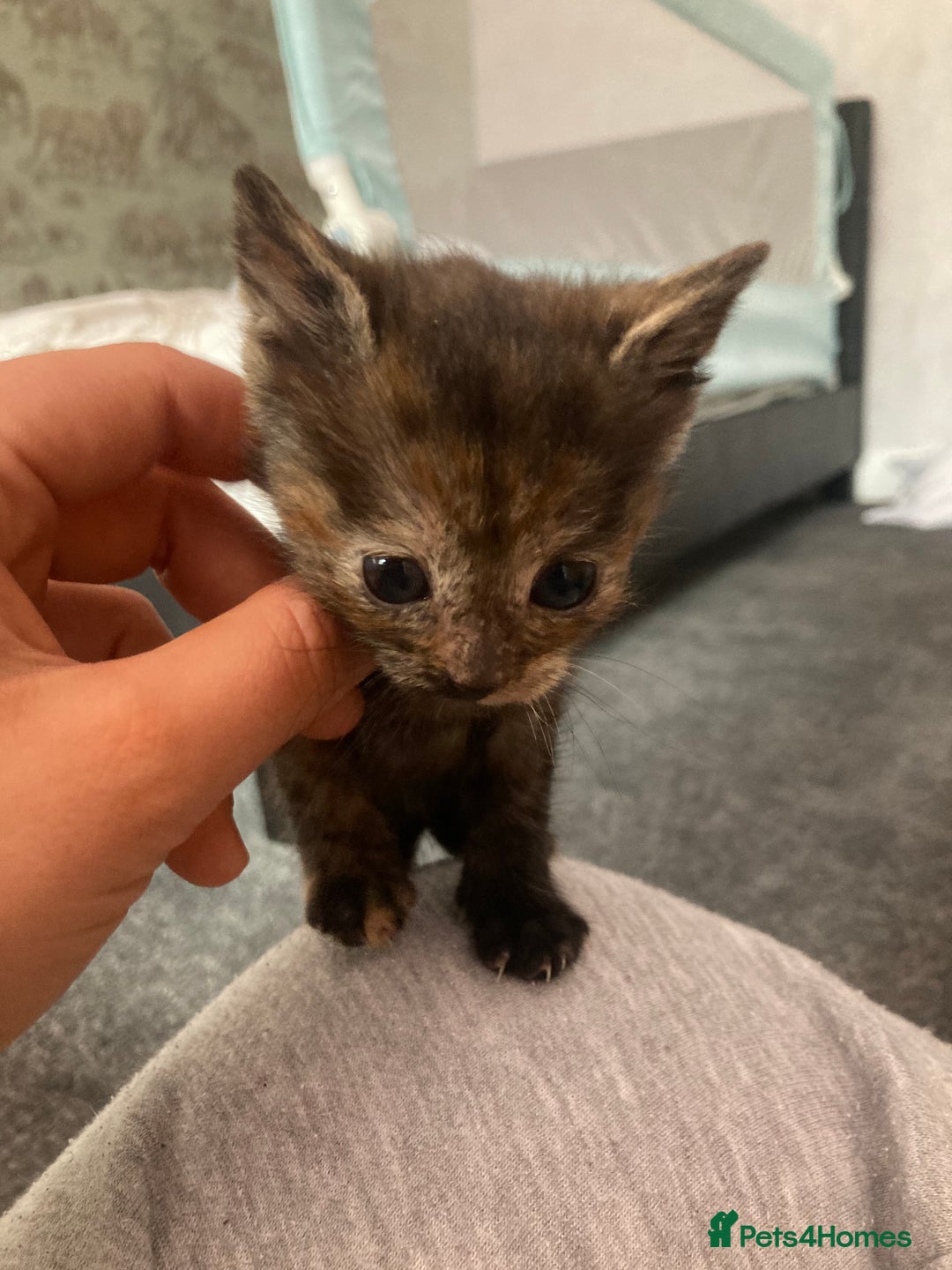 Domestic Shorthair cats for sale: 5 kittens looking for homes :)  - Image 8