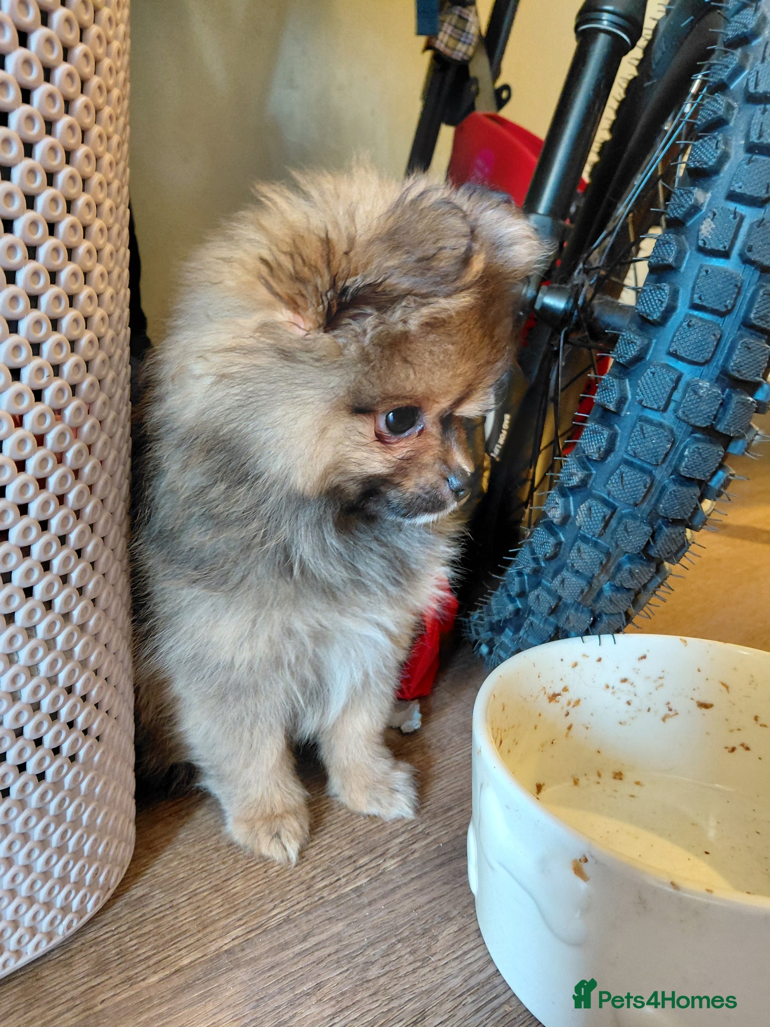 Pomeranian dogs 1 LEFT!! Beautiful Pomeranian pups  - Advert 15