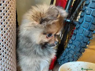 Pomeranian dogs 1 LEFT!! Beautiful Pomeranian pups - Advert 15