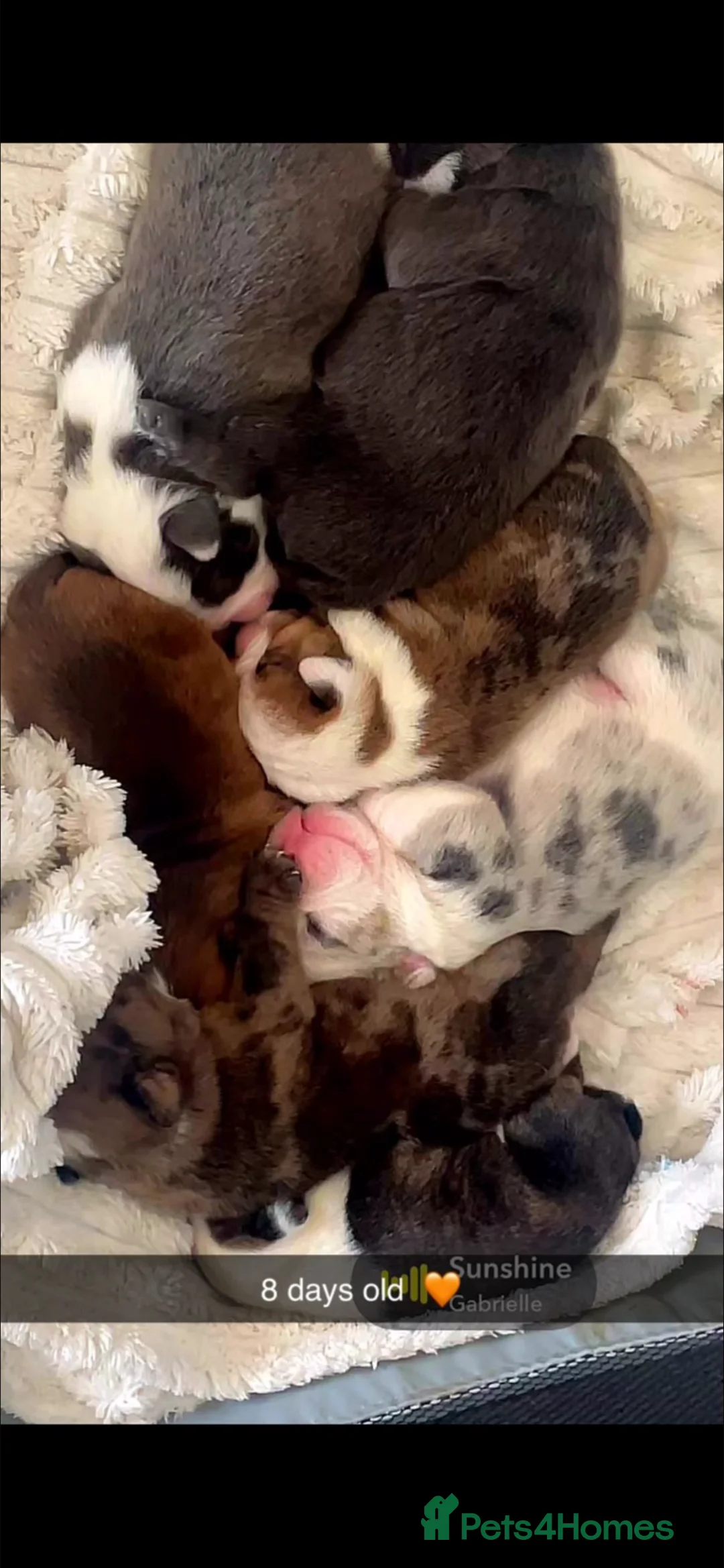 English Bulldog dogs for sale: STUNNiNG LITTER OF DWKC ENGLISH BULLDOG PUPPIES in Wrexham - Advert 2