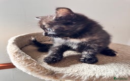 Mixed Breed cats for sale: Amiable bengal mix tabby kittens - Image 25