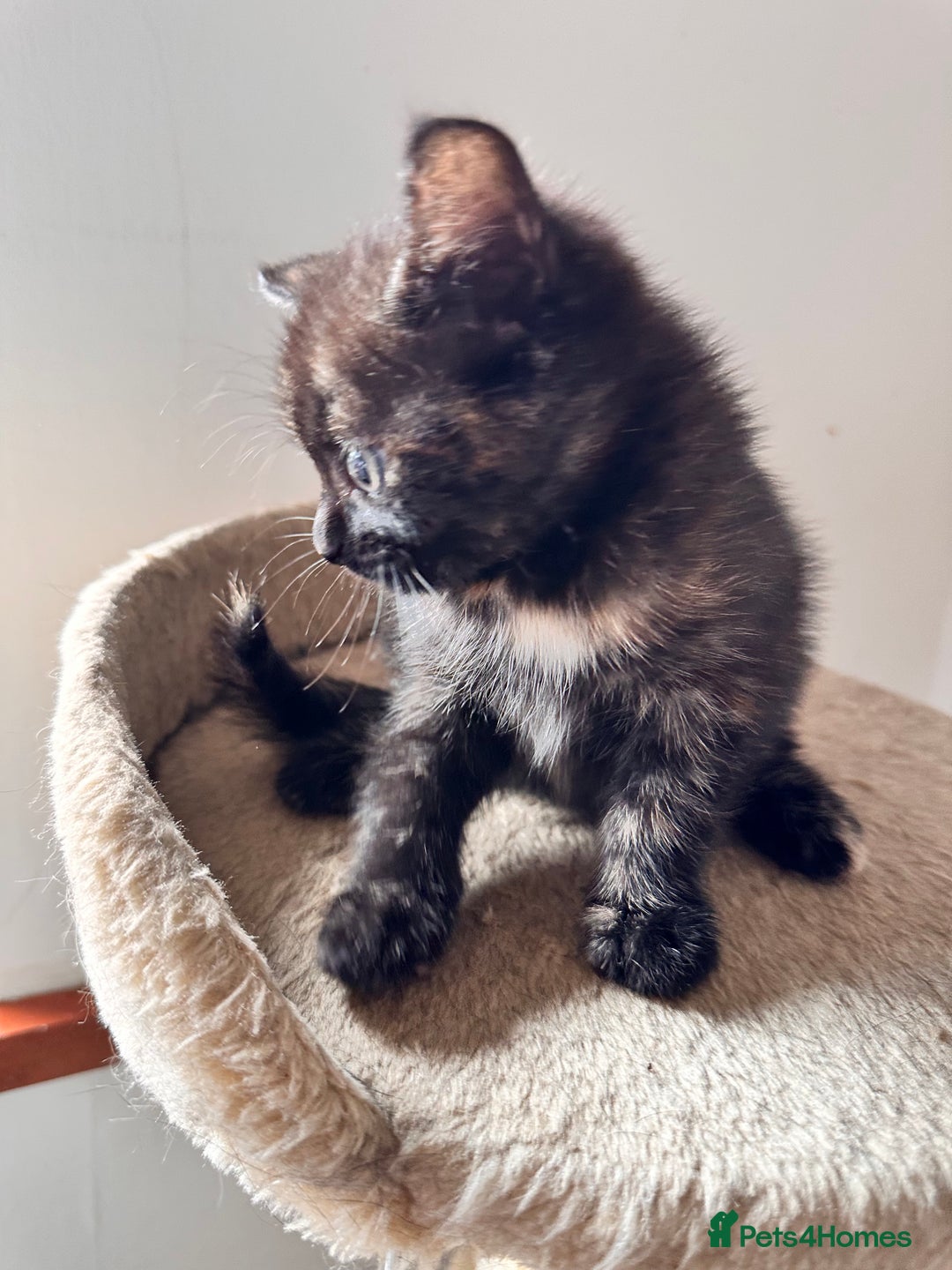 Mixed Breed cats for sale: Amiable bengal mix tabby kittens - Image 25