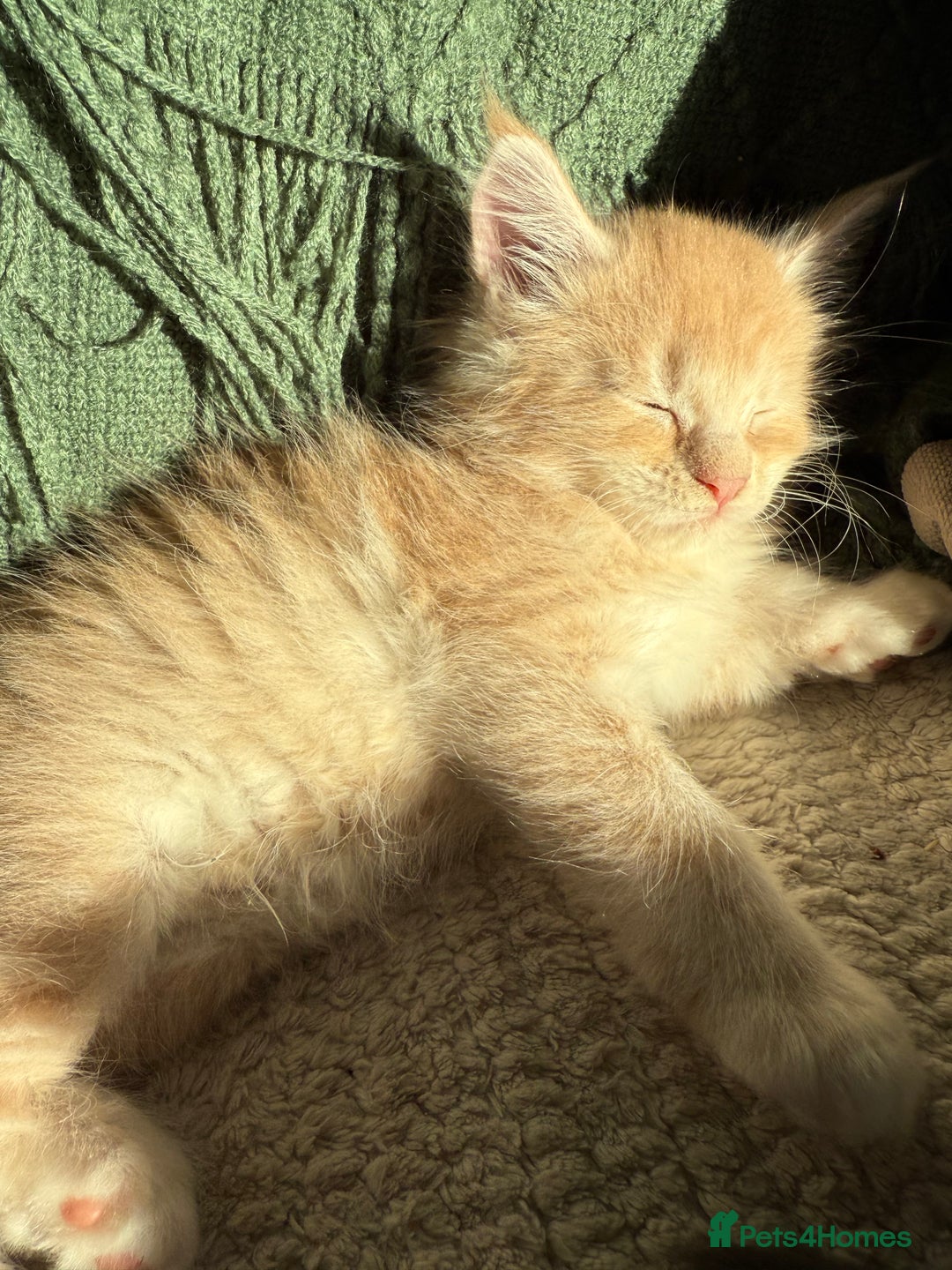Maine Coon cats for sale: Tica registered Maine Coons from champion lines  - Image 7