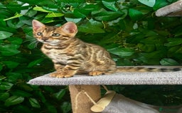 Bengal cats for sale: Brown Rosetted Bengal Boys – Ready 21/08/25 - Image 5